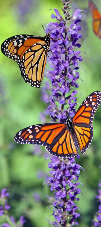 Monarch Butterfly door sticker - TenStickers