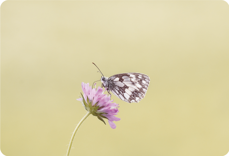 노트북용 스킨 꽃 위의 나비 - TenStickers