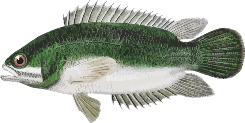 Ahven kannettava vinyyli tarra - Tenstickers