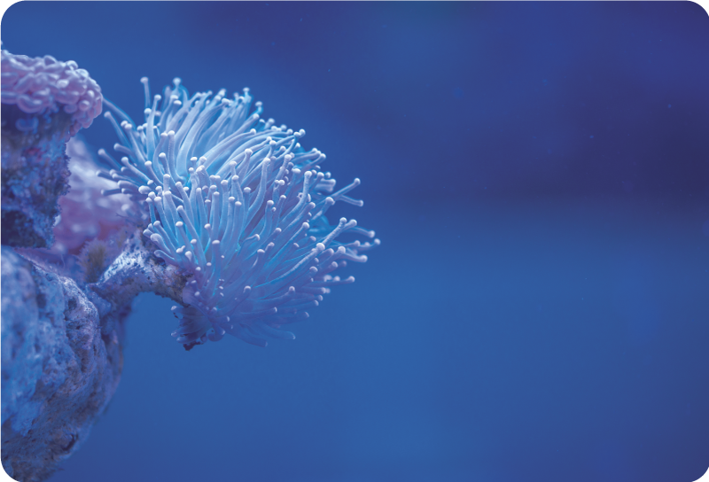 笔记本电脑皮肤 珊瑚礁设计 - TenStickers