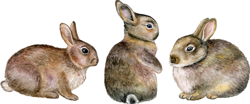 Bunny Rabbit Bunnies Hare 3D Magic Window Wall Art Self Adhesive Vinyl Sticker 5 