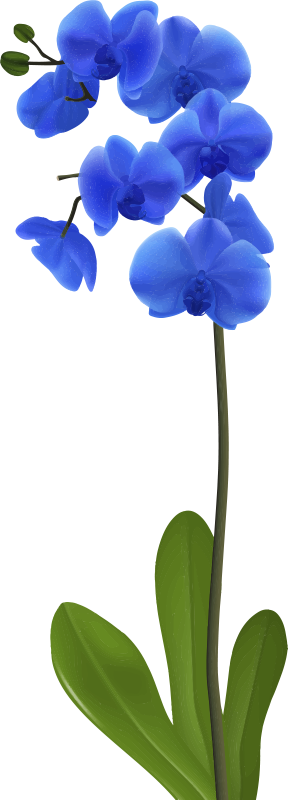 青い蘭の花の壁のステッカー Tenstickers