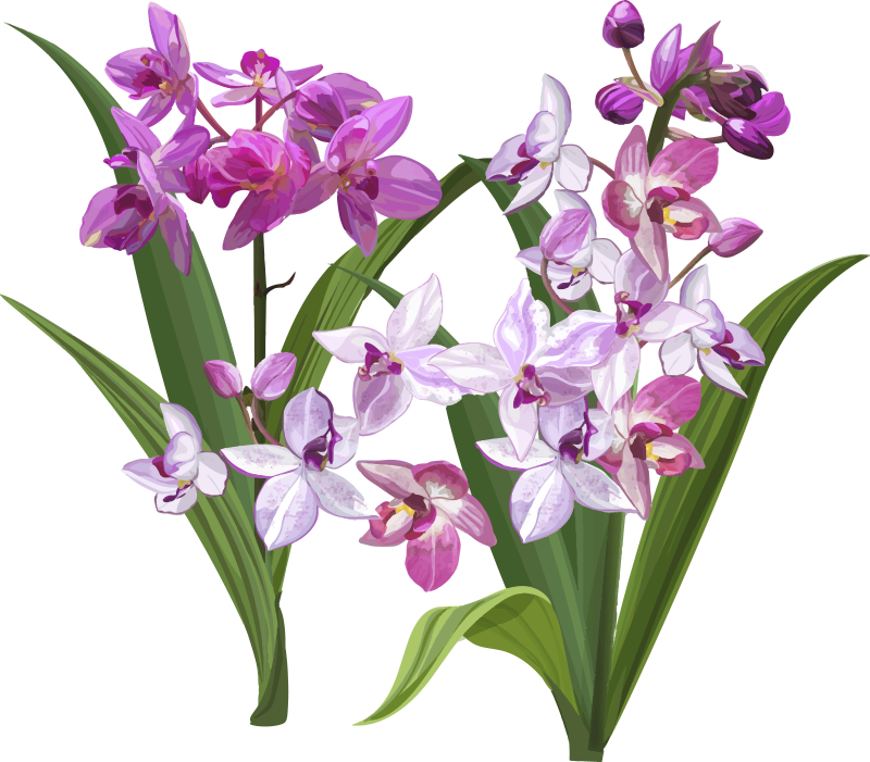 Autocolantes flores Orquídea e pétalas - TenStickers