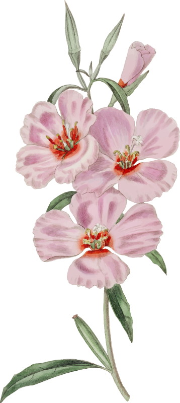 Nalepka stene roza orhideje za stene - TenStickers