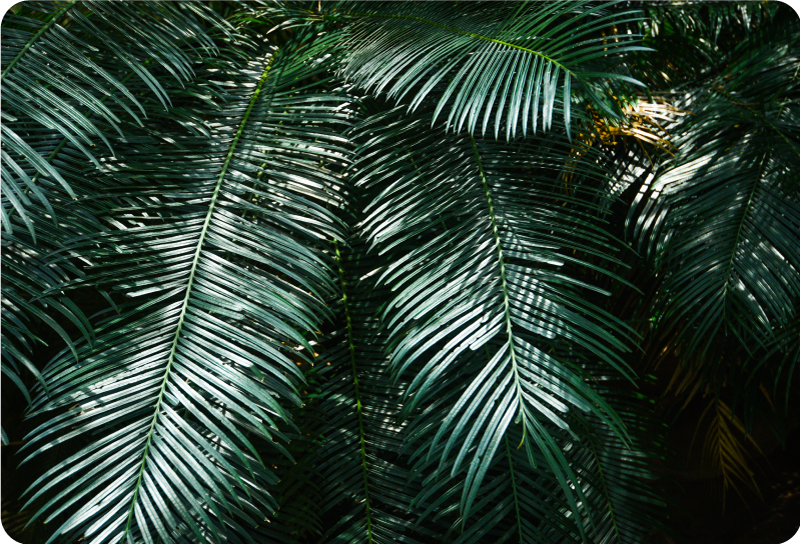 Városi dzsungel virág laptop bőr matrica - TenStickers