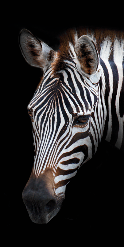 Zebra kép huawei matrica - TenStickers