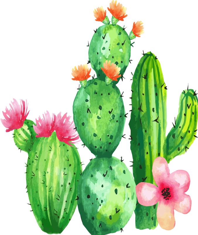 Cactus with flowers 16637800 PNG