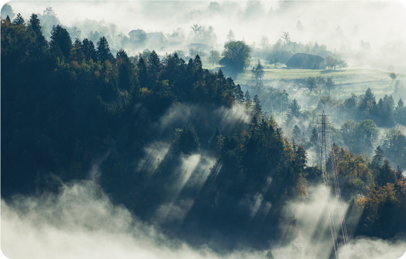 Tall trees forest laptop skins - TenStickers