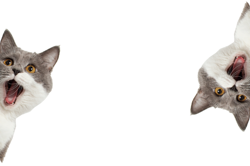 150+ Sucinto Adesivos de gatos fofos Imagens de fundo transparente Download  grátis