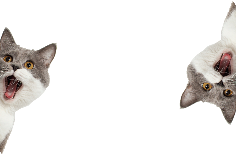 Autocolante decorativo para PC Cabeça de gato realista - TenStickers