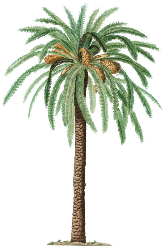 Sober tones palm tree wall sticker - TenStickers