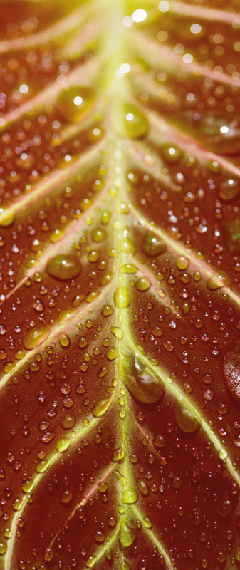 Vinilo para nevera Hoja de maranta roja - TenVinilo