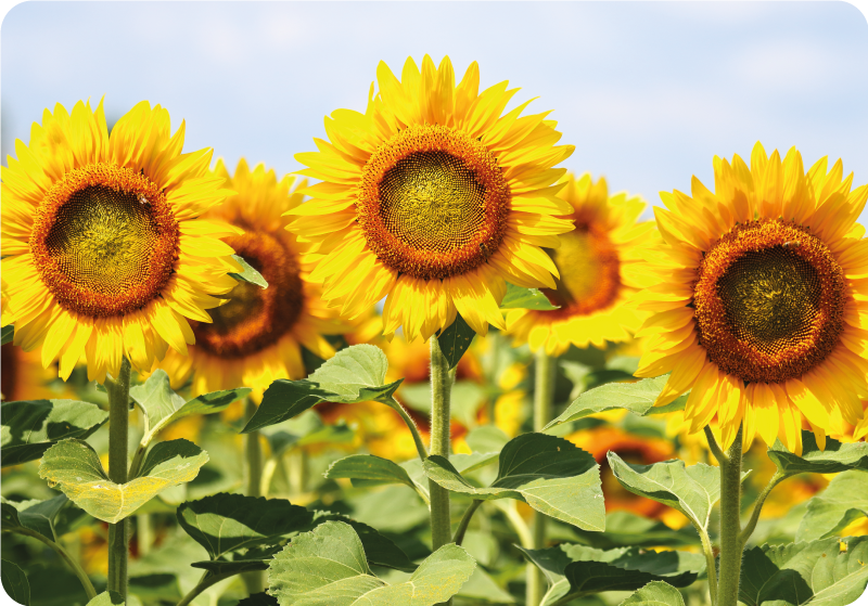 Vinilo para portátiles Campo de girasoles hacia abajo - TenVinilo