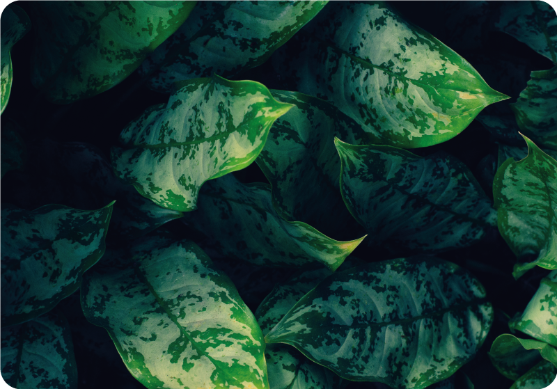 Maranta lähtee Läppäritarra - Tenstickers