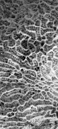 Samsung Aufkleber Graue koralle - TenStickers