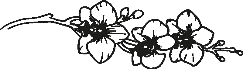 Nalepka za steno orhideje narava line art cvet - TenStickers