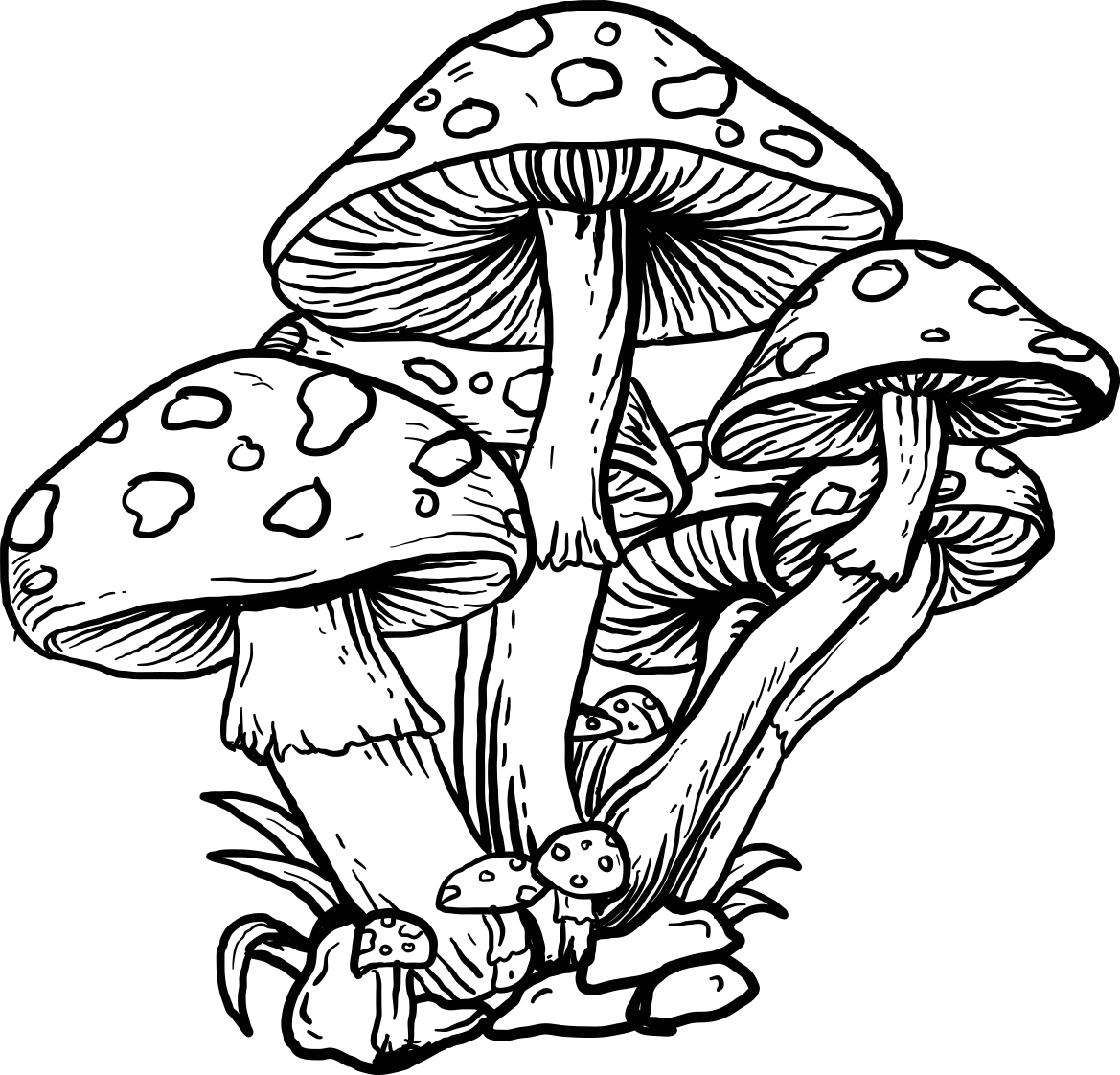 180 4K Mushroom Wallpapers  Background Images