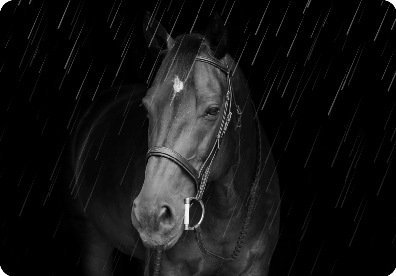 Méltóságteljes ló az esőben laptop bőr - TenStickers