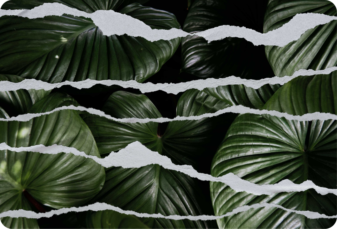 笔记本电脑皮肤 撕裂的叶子图案 - TenStickers