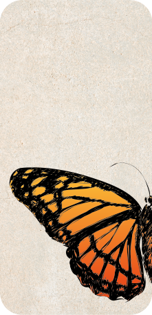 Vintage monark fjäril vinge iphone dekal - Tenstickers