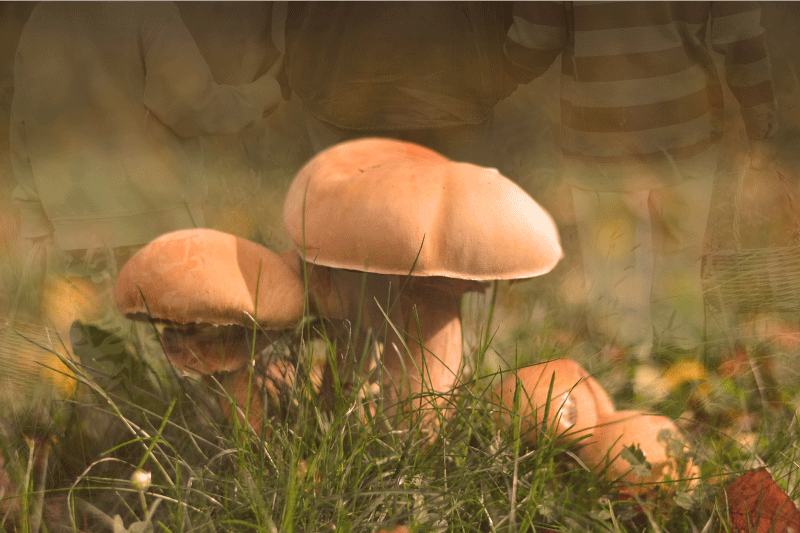 Naklejka na laptopa Zbieranie grzybów w stylu vintage - TenStickers