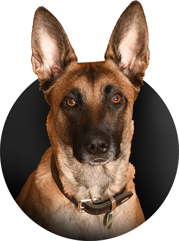 Sticker chien berger belge - TenStickers