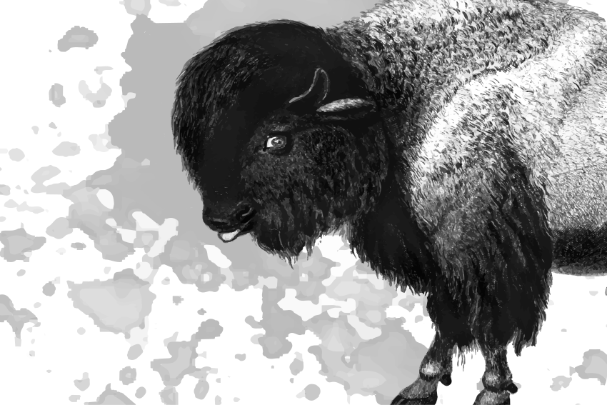 Naklejka na laptopa żubr - TenStickers