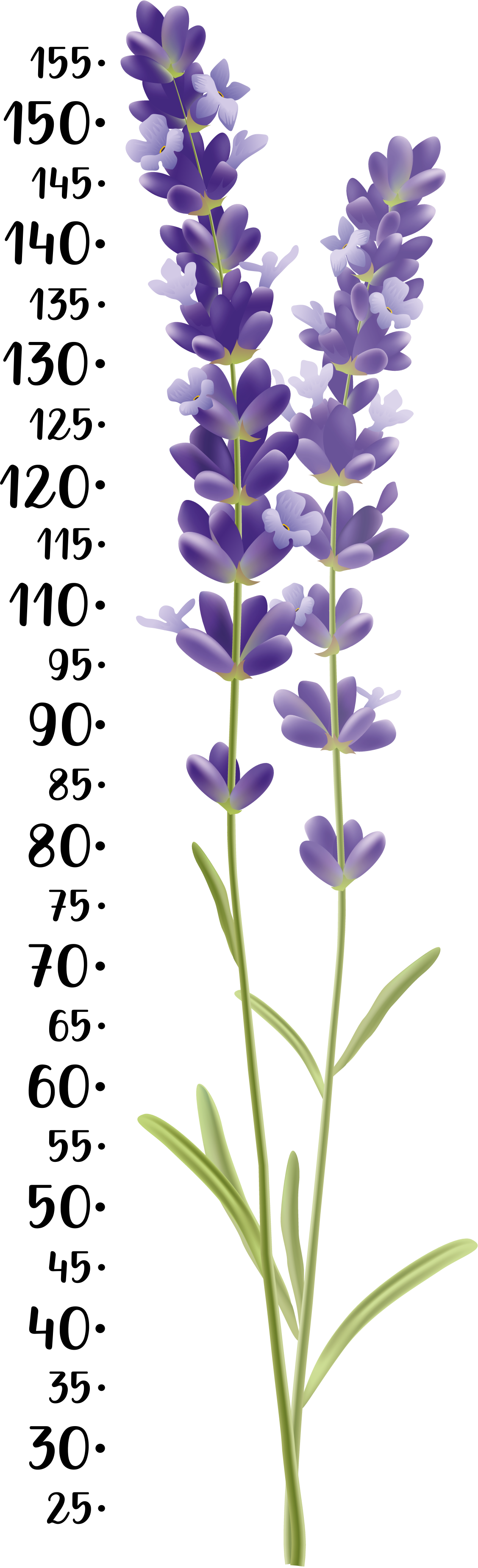 Sticker Toise murale plante de lavande - TenStickers