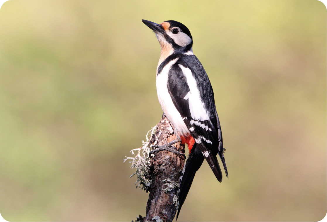 Vinilo para portátiles picatroncos - TenVinilo