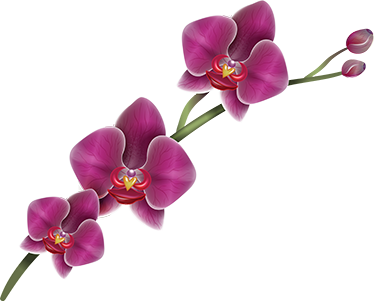 Vinilo decorativo flor orquidea - TenVinilo