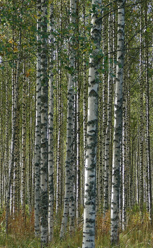 Koelkaststicker berkenbos - TenStickers