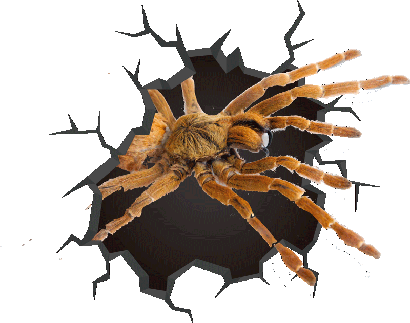 3D Broken Spider 3D wall sticker - TenStickers