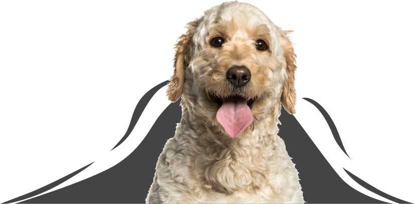 3D autosticker van Labradoodle - TenStickers