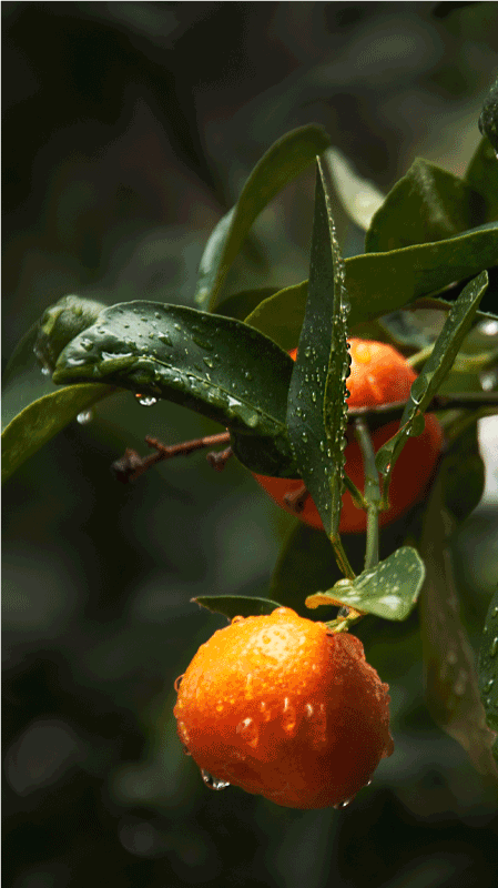Vinilo para nevera fruta de España - TenVinilo