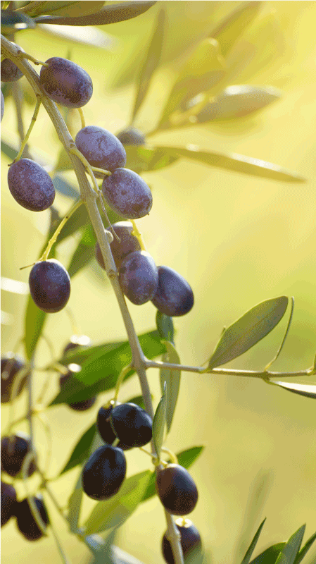 Vinilo para nevera Aceituna - TenVinilo