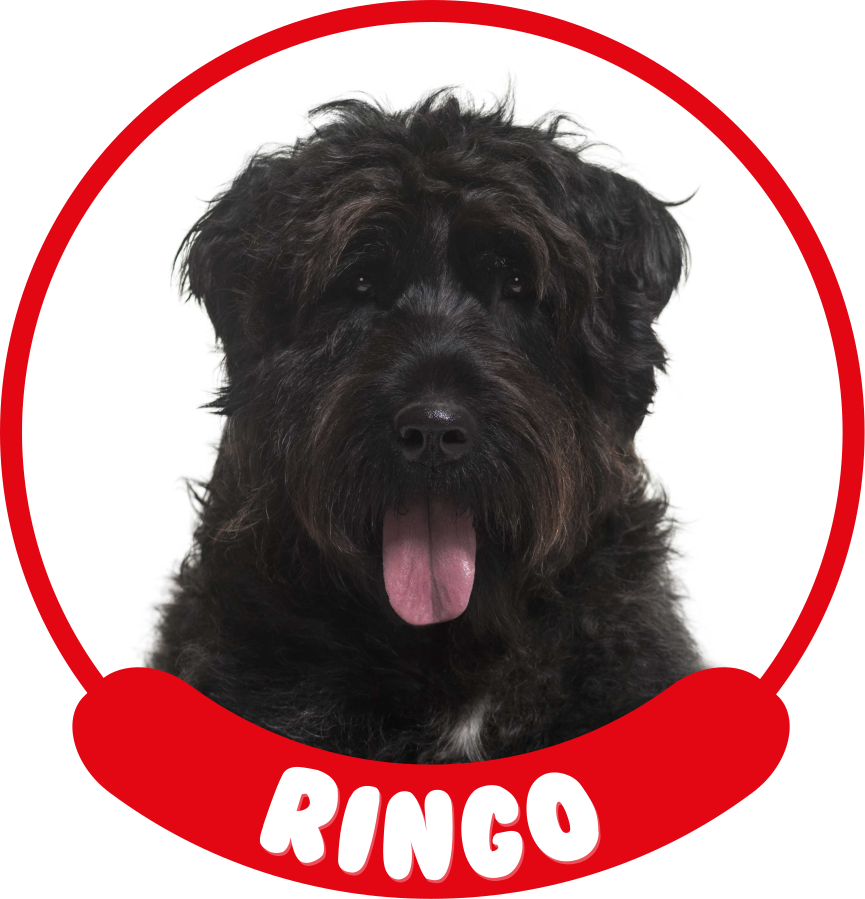 Gepersonaliseerde autosticker bouvier - TenStickers