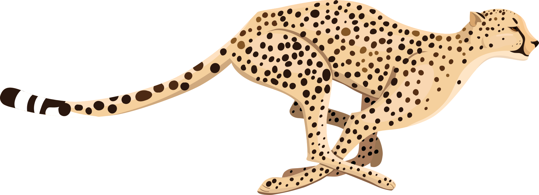 Muursticker cheetah rennend - TenStickers