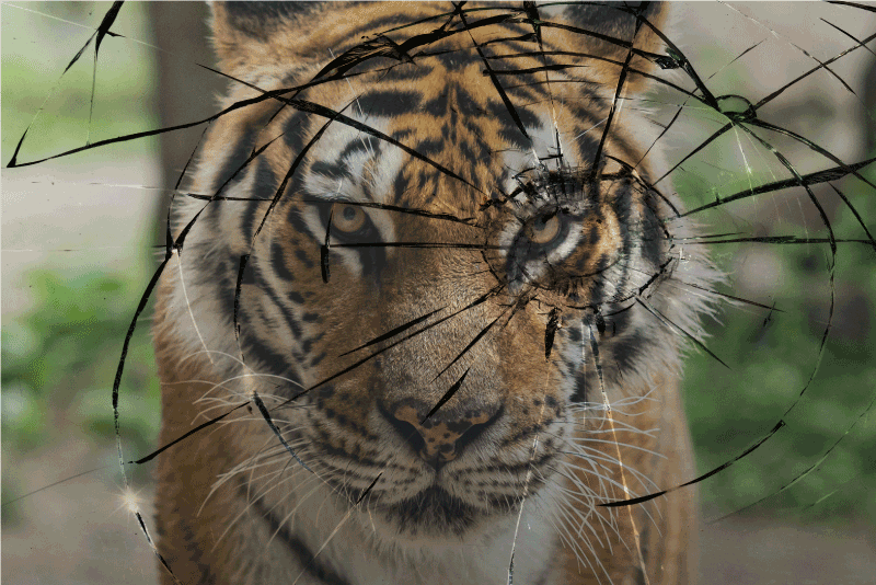 Tijger autosticker Muursticker wilde dieren - TenStickers