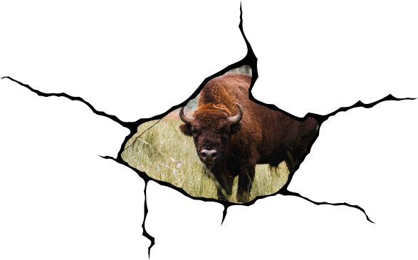 Buffalo wild animal wall decal - TenStickers