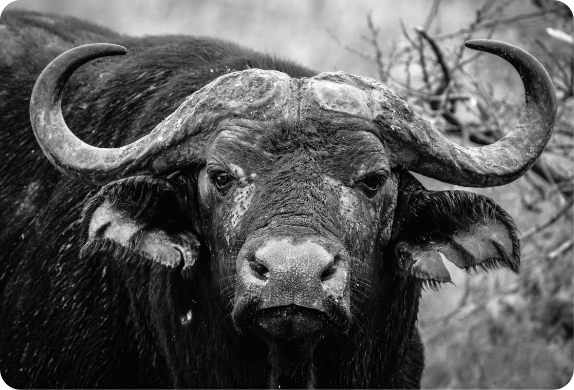 Buffalo face wild animal laptop sticker - TenStickers