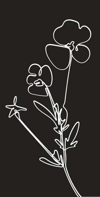 Sticker fenêtre translucide avec coquelicots - TenStickers