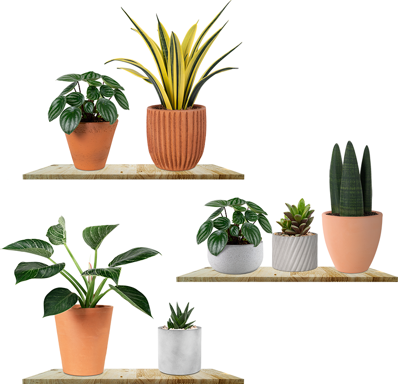 Sticker mural salon 3D plantes sur des étagères - TenStickers