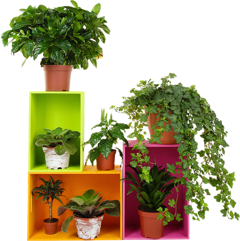 Sticker 3D plantes à l'intérieur cubes colorés - TenStickers
