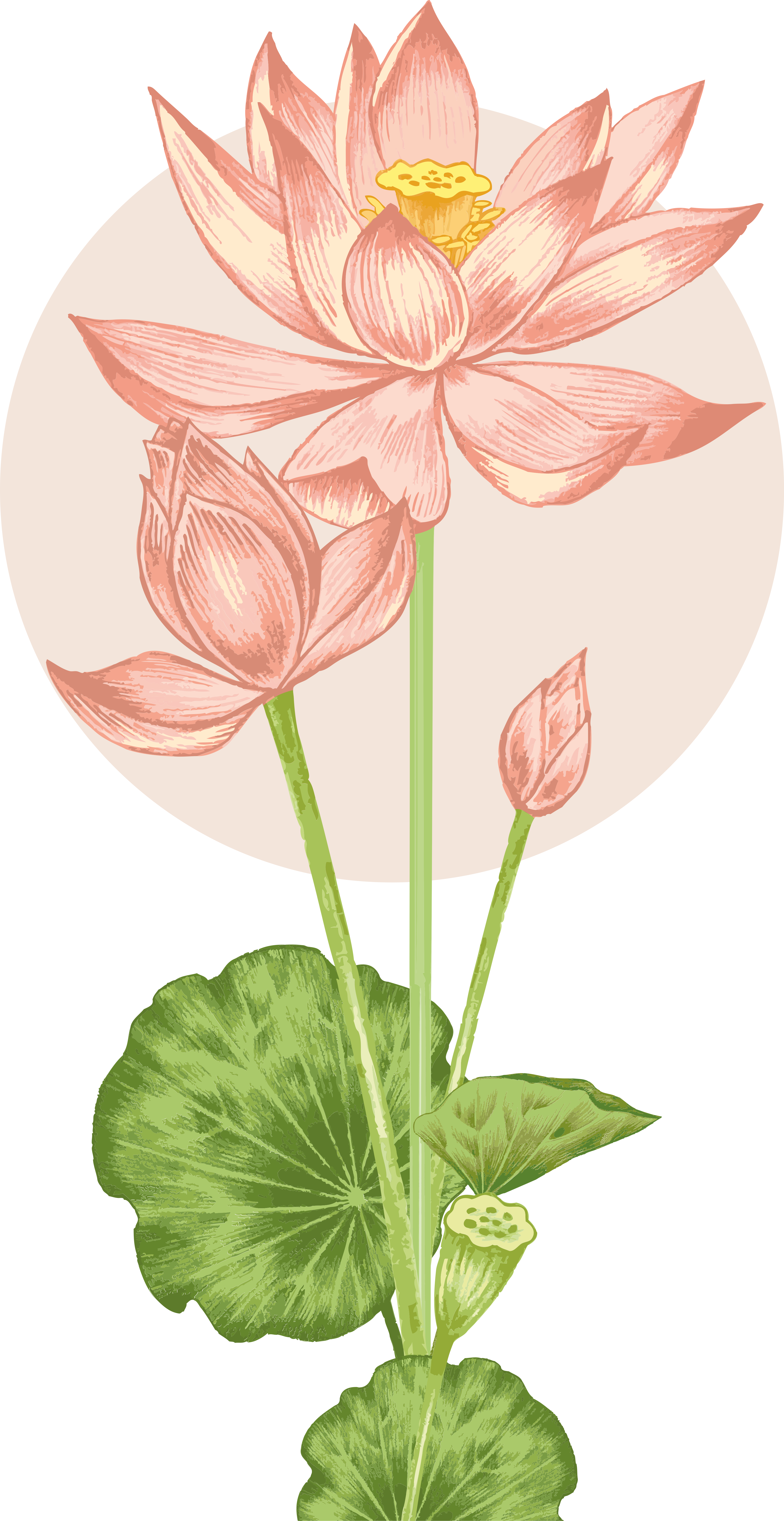 贴纸 浴室墙贴 粉红色的花朵 - TenStickers