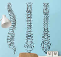 Adesivo Decorativo Colonna Vertebrale Tenstickers