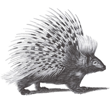 T-shirt porc-épic noir et blanc - TenStickers