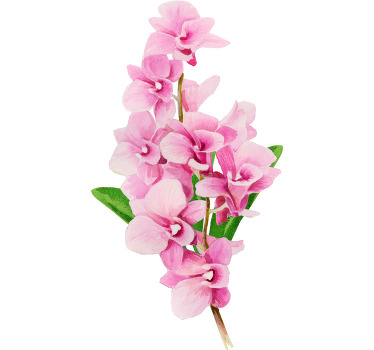 兰花粉色花朵定制t恤 - TenStickers