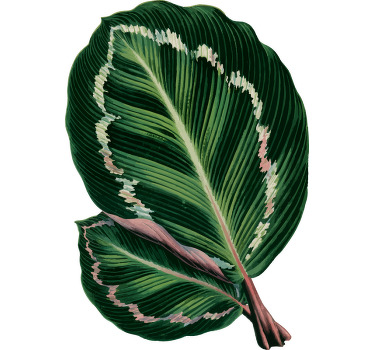 Camiseta personalizada hoja de maranta roja - TenVinilo