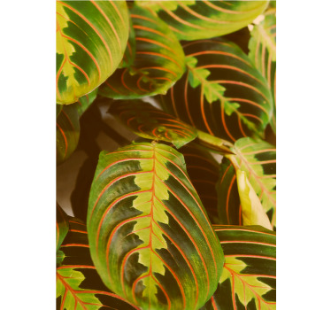 Green leaf pattern t-shirt - TenStickers