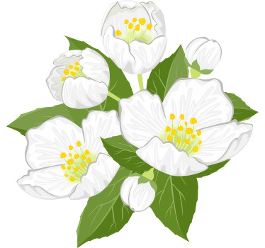 illustration jasmine flowers custom t-shirt - TenStickers